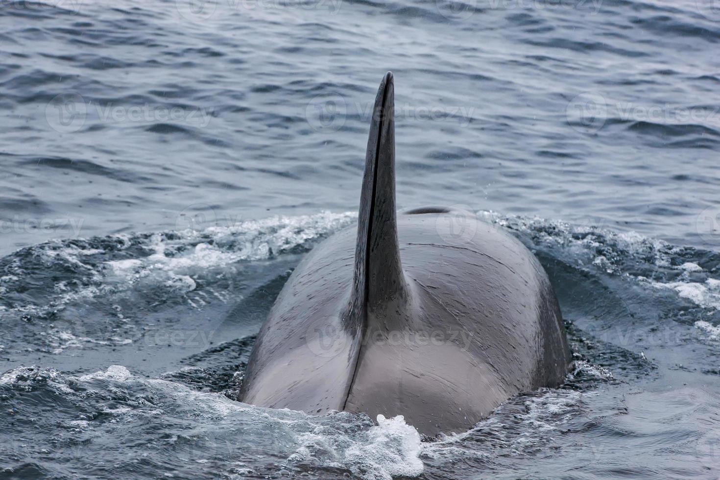 baleias assassinas no oceano pacífico azul foto