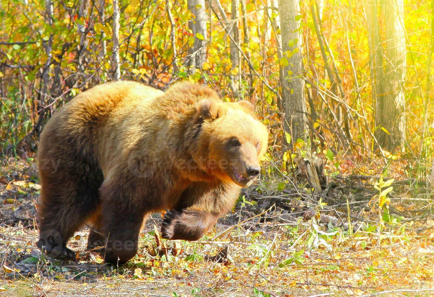 urso pardo ursus arctos correndo na floresta em kamchatka foto