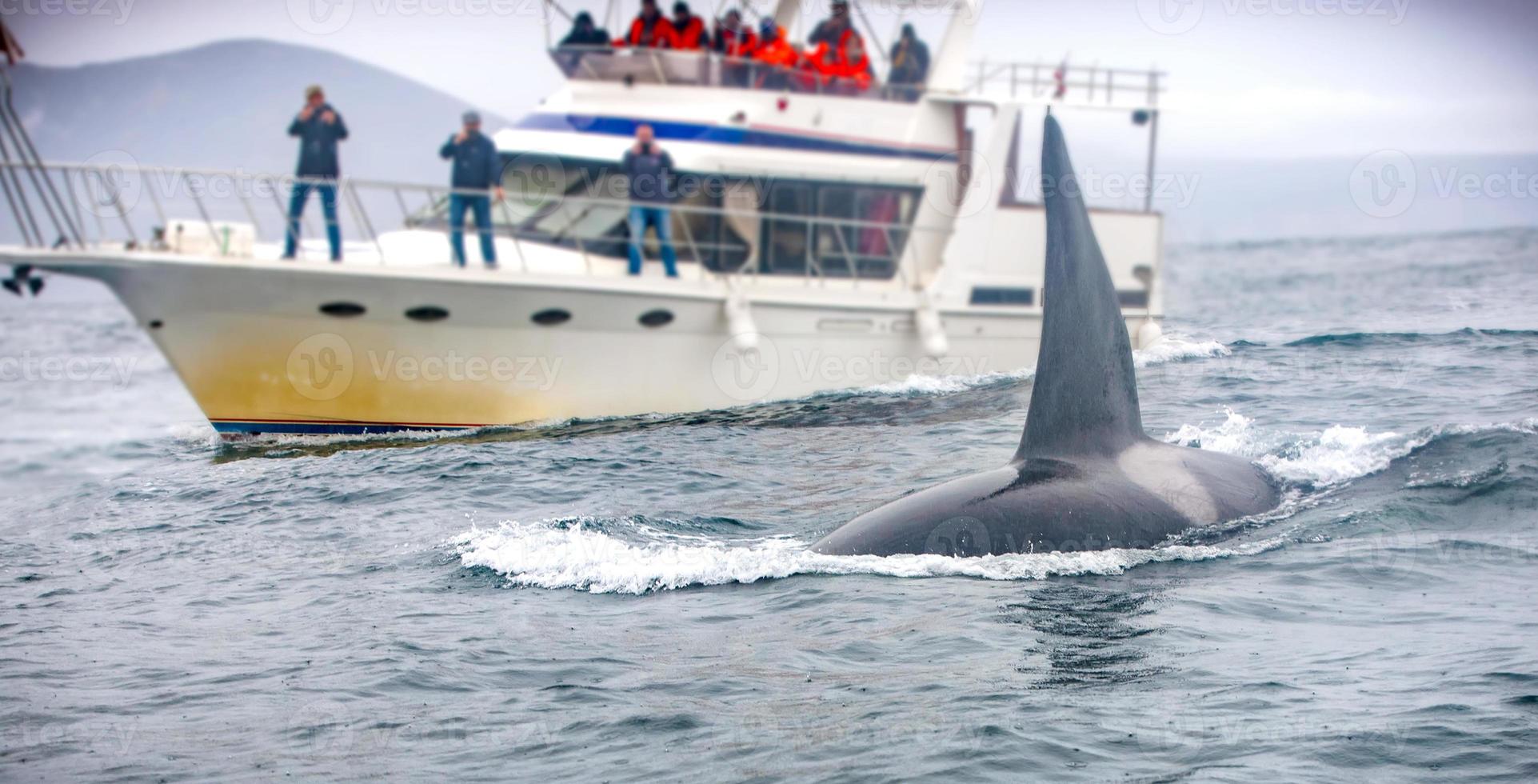 baleia e o barco com turistas foto