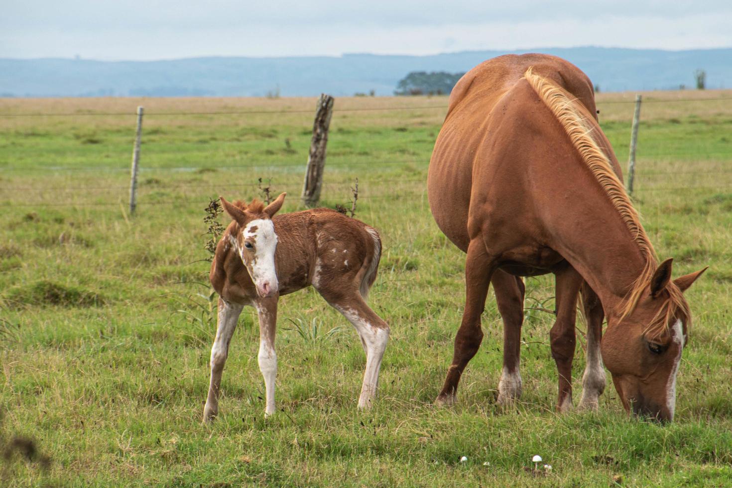 cavalos em uma fazenda foto