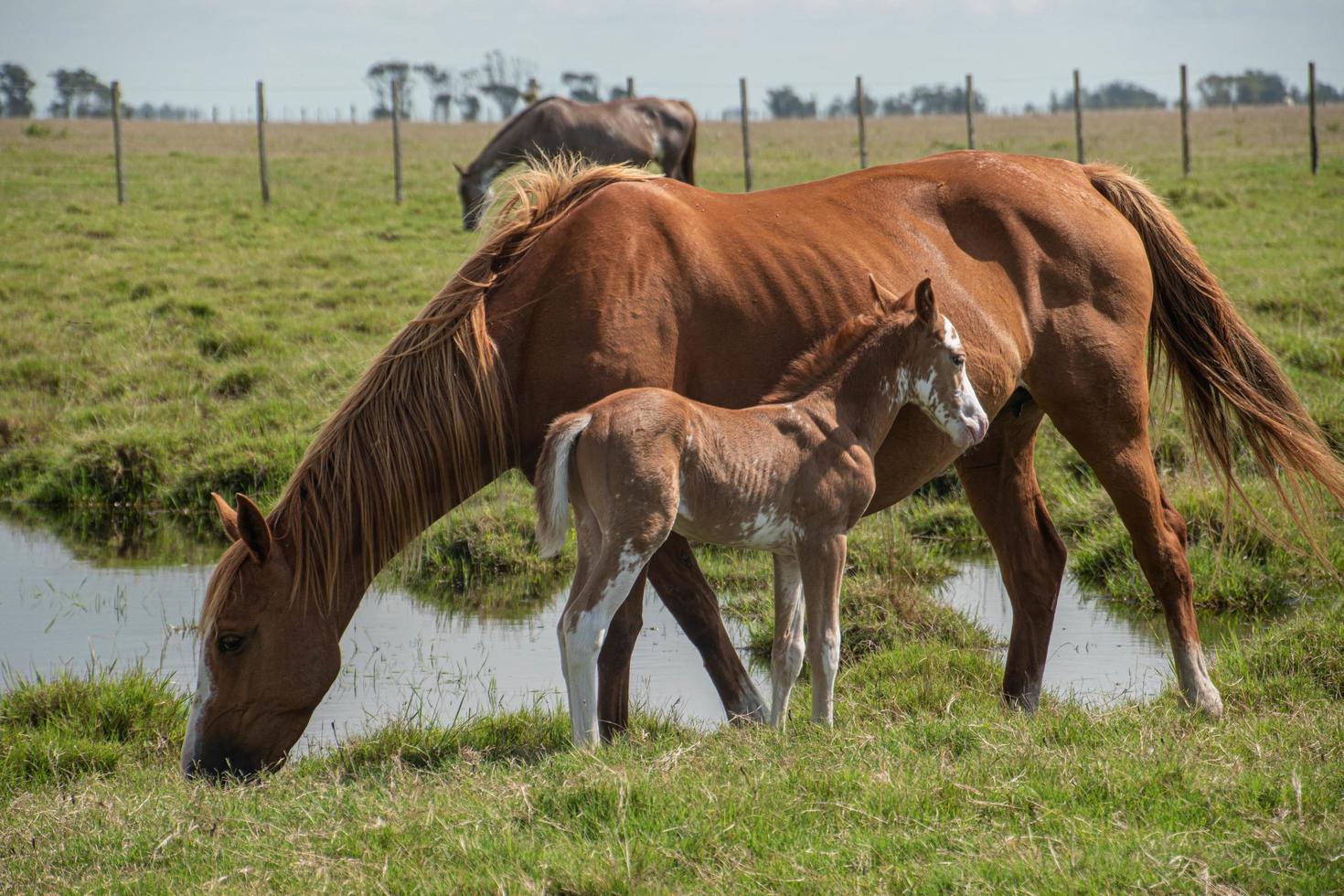 cavalos em uma fazenda foto