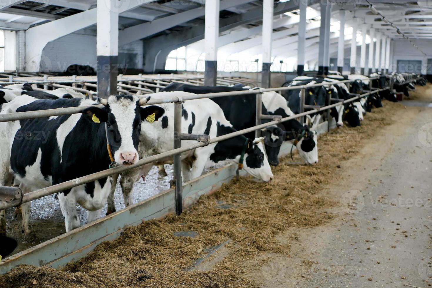 corredor ordenhando vacas em uma fazenda de gado leiteiro foto