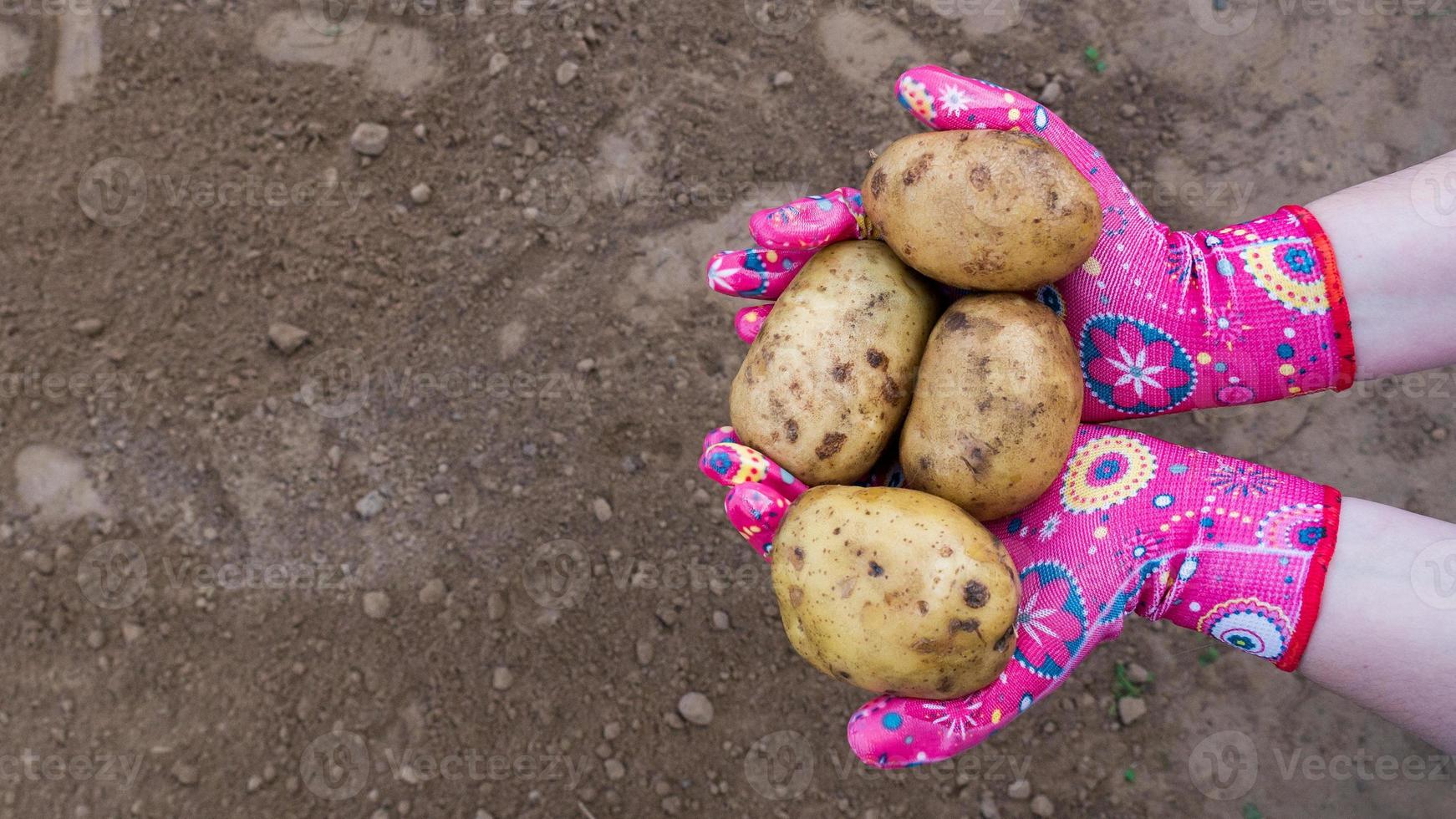 batatas na mão foto