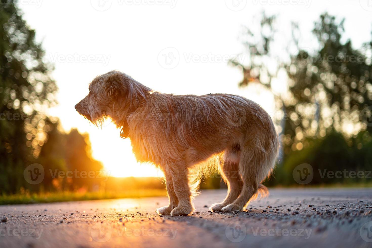 um cão vadio sujo senta-se na estrada no fundo do sol poente foto