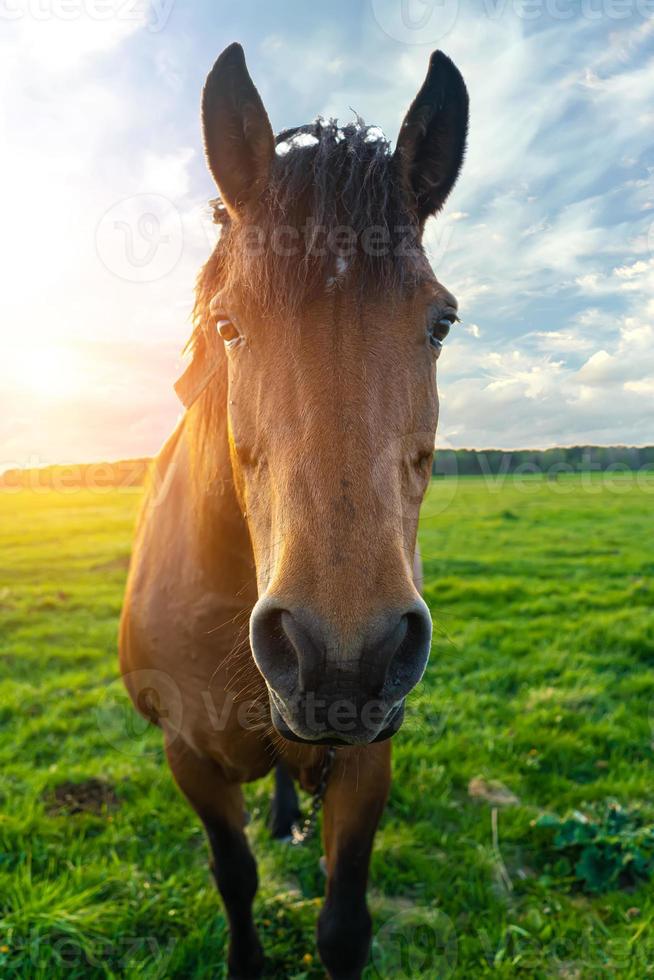 cabeça de cavalo fechar ao pôr do sol contra um céu azul foto