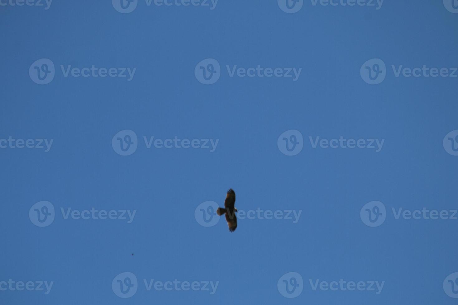 bela águia ou falcão voando no céu azul claro com nuvens no verão foto