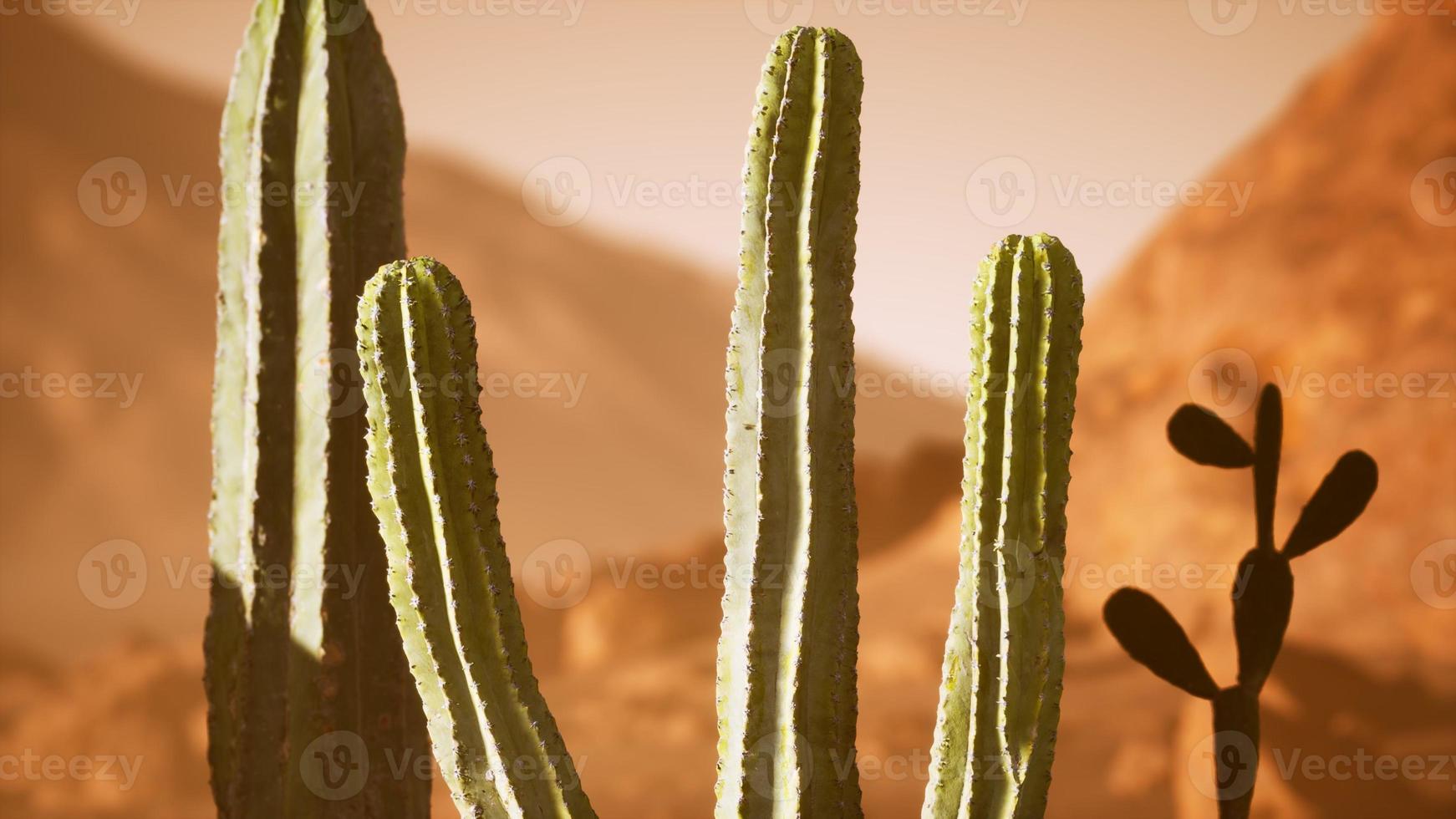 pôr do sol no deserto do arizona com cacto saguaro gigante foto