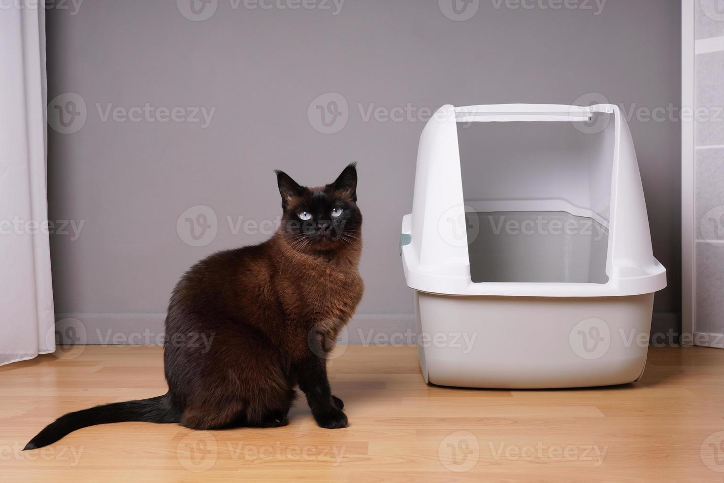 gato siamês sentado ao lado da caixa de areia de gatinho fechada em casa foto