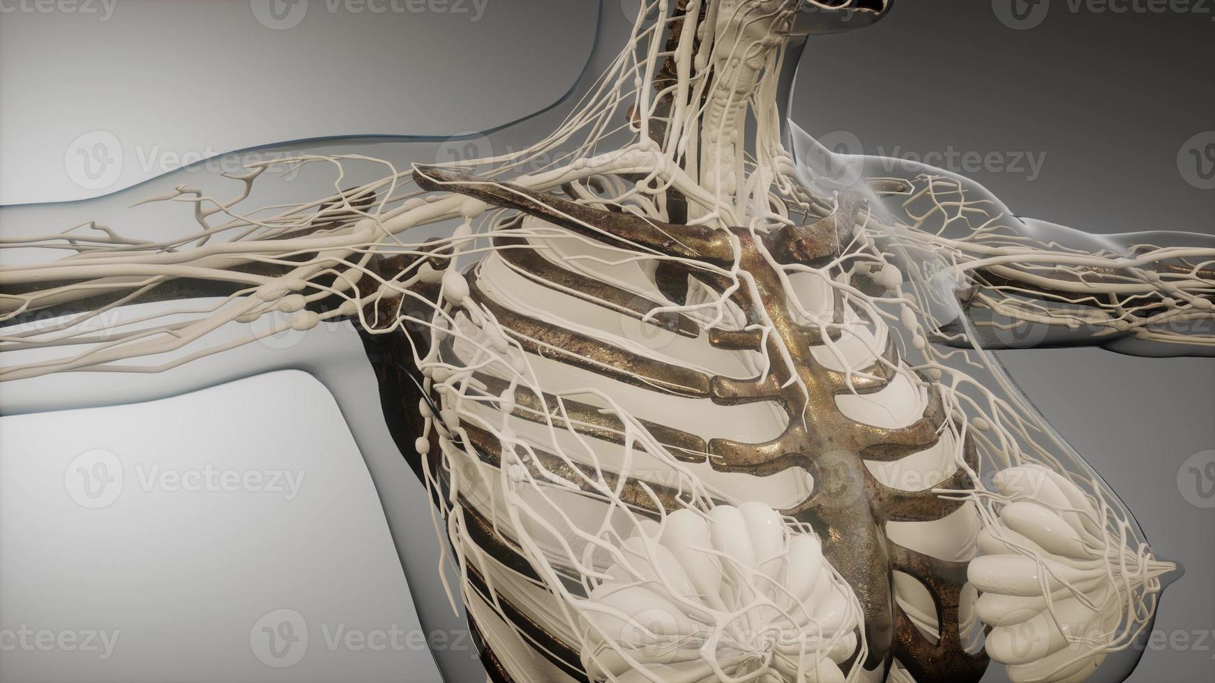 corpo humano transparente com ossos visíveis foto