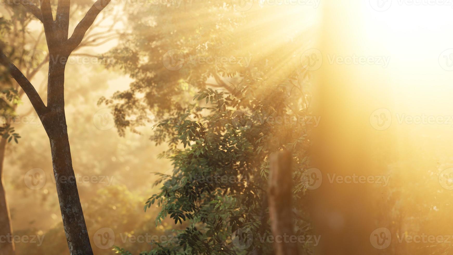 floresta de lariço com luz solar e sombras ao nascer do sol foto