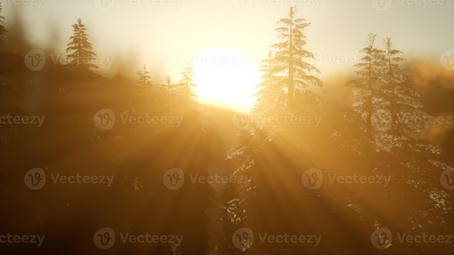 floresta de pinheiros ao nascer do sol com raios de sol quentes foto