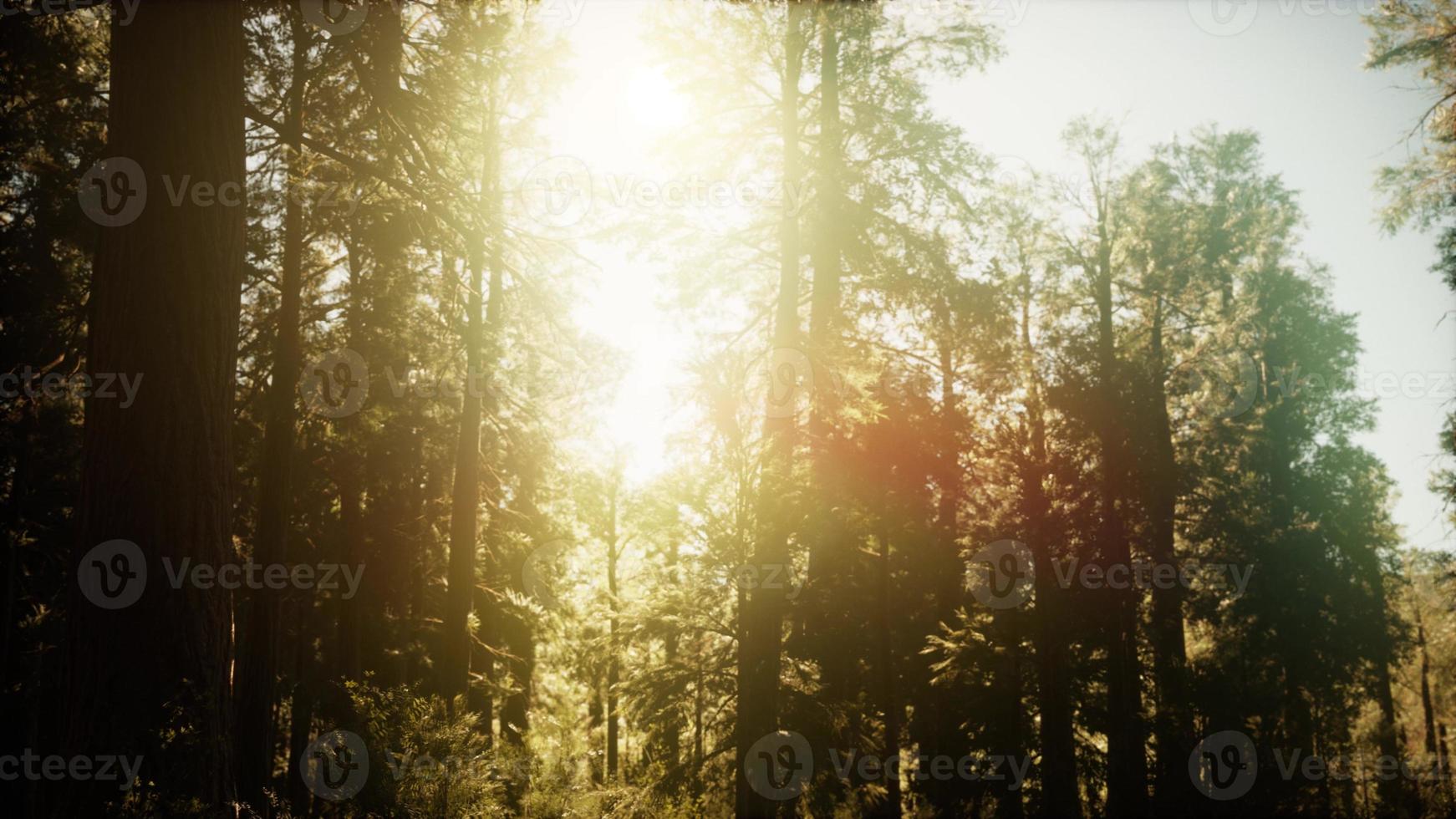 hyperlapse na floresta de sequoias do nascer do sol foto