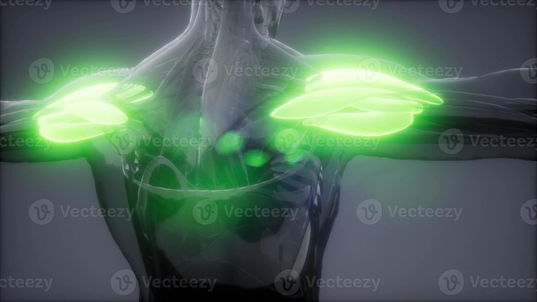 deltoide - mapa de anatomia do músculo visível foto