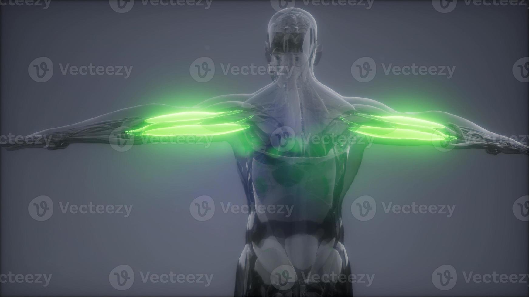 tríceps - mapa de anatomia do músculo visível foto
