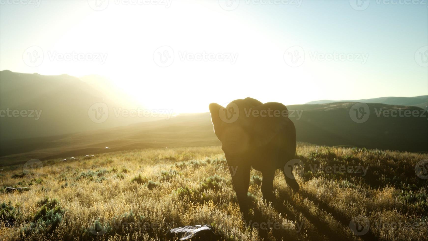 elefante africano velho andando na savana contra o pôr do sol foto