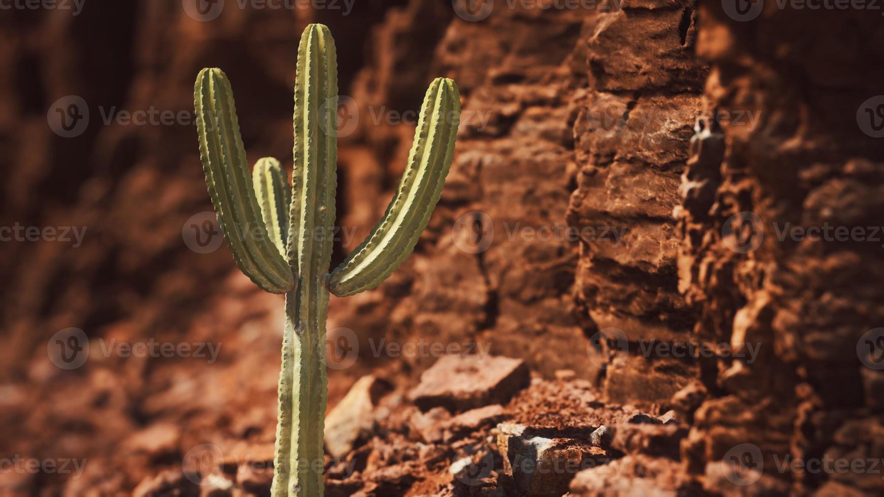 cacto no deserto do arizona perto de pedras de rocha vermelha foto