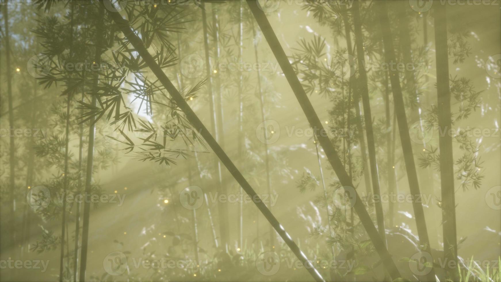 floresta de bambu asiática com clima de neblina matinal foto