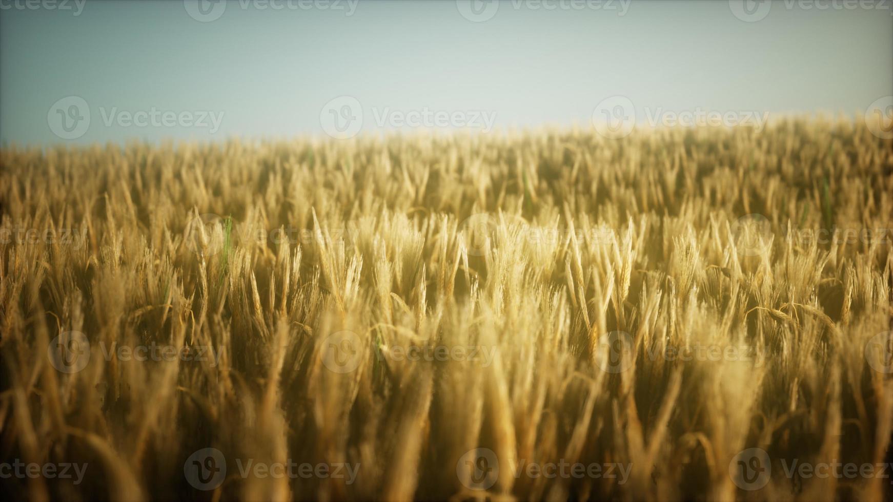 Campo de centeio amarelo maduro de 8k sob o lindo céu do pôr do sol de verão foto