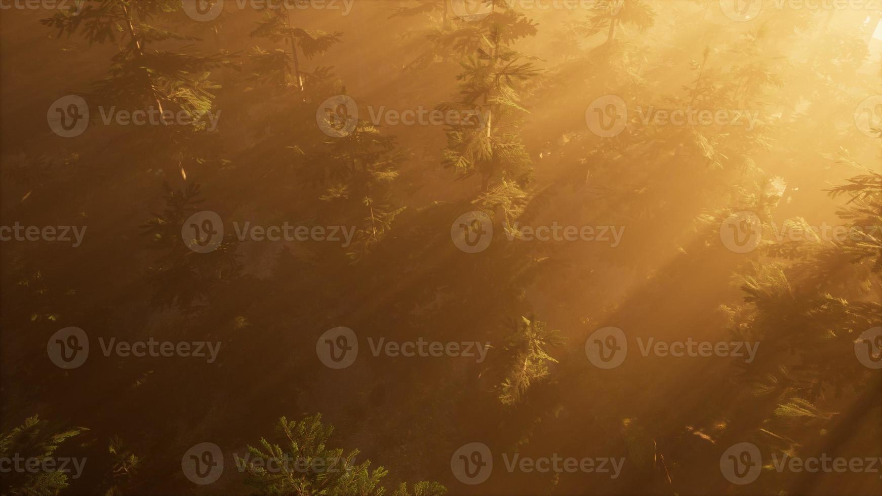 raios solares aéreos na floresta com nevoeiro foto