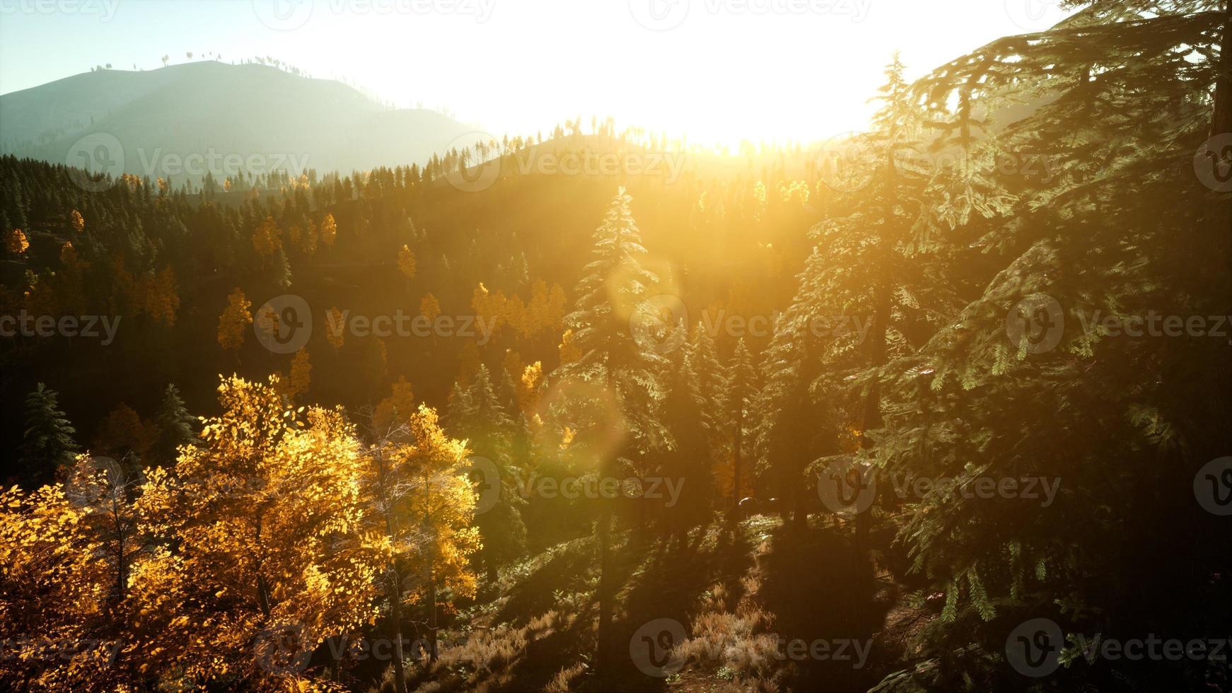 Vôo de vista aérea de drone sobre floresta de pinheiros na montanha ao pôr do sol foto