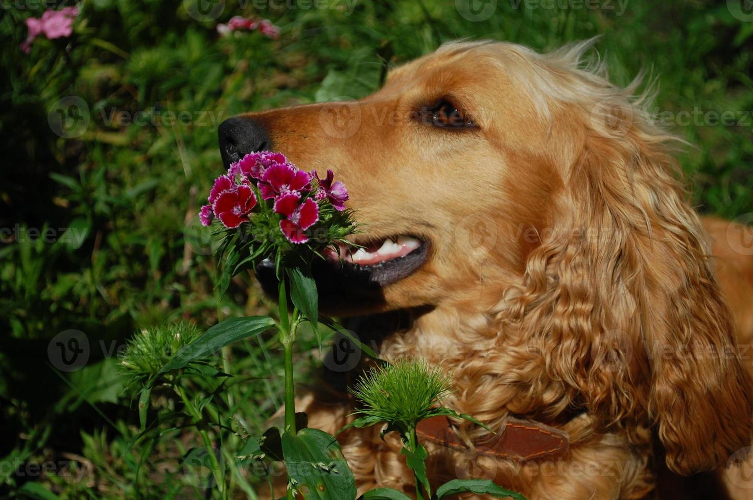 cão coker spaniel perto de flores foto