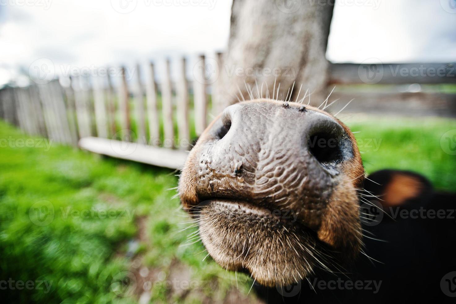 nariz engraçado de vaca foto