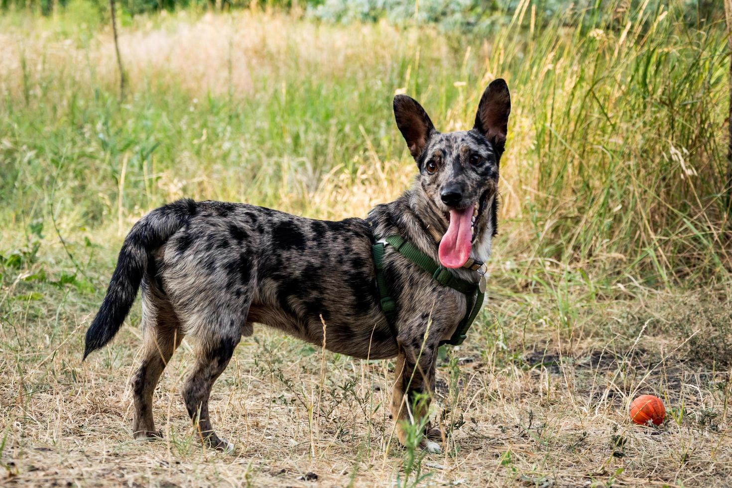 engraçado cão sem raça passear no parque de verão foto