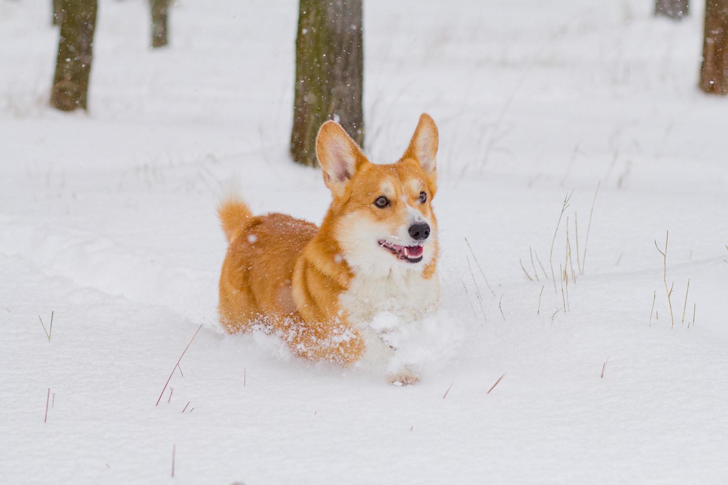 retrato de corgi de pembroke galês bonito, cachorro engraçado se divertindo na neve foto