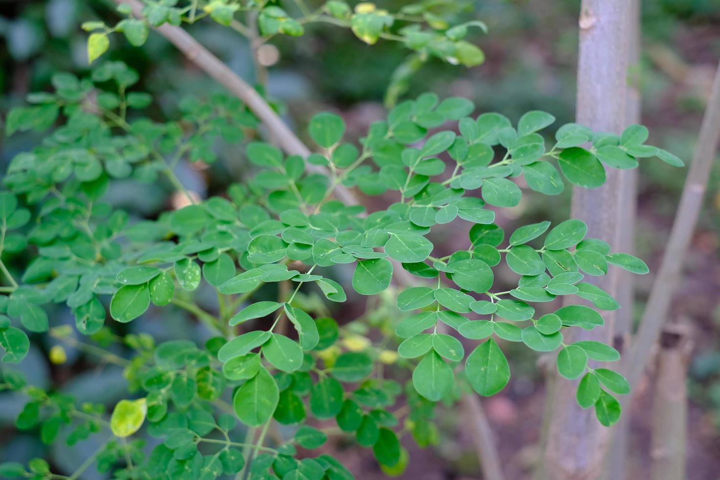 folhas frescas de moringa sobre fundo desfocado foto