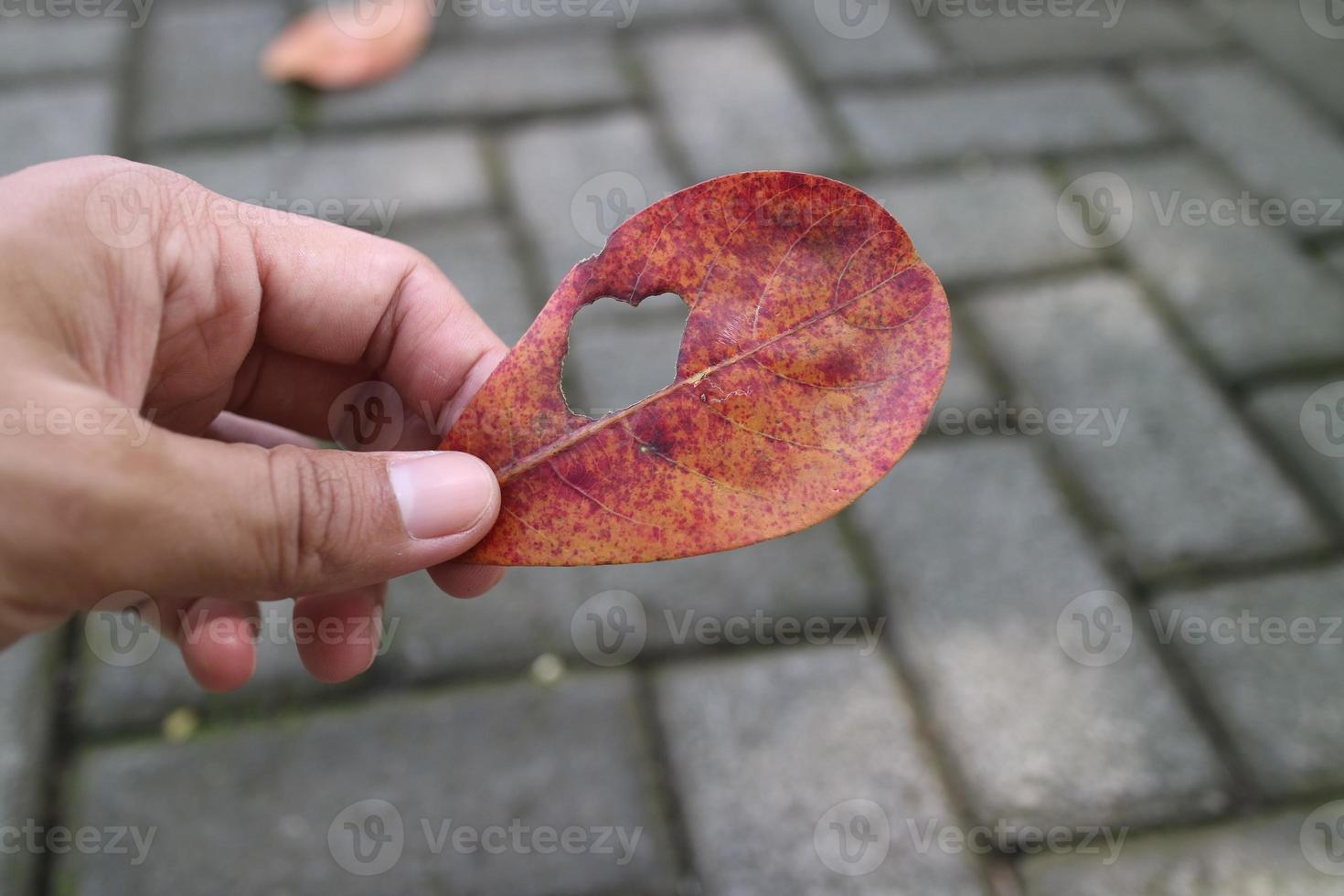 mãos segurando folhas secas de ketapang com buracos foto