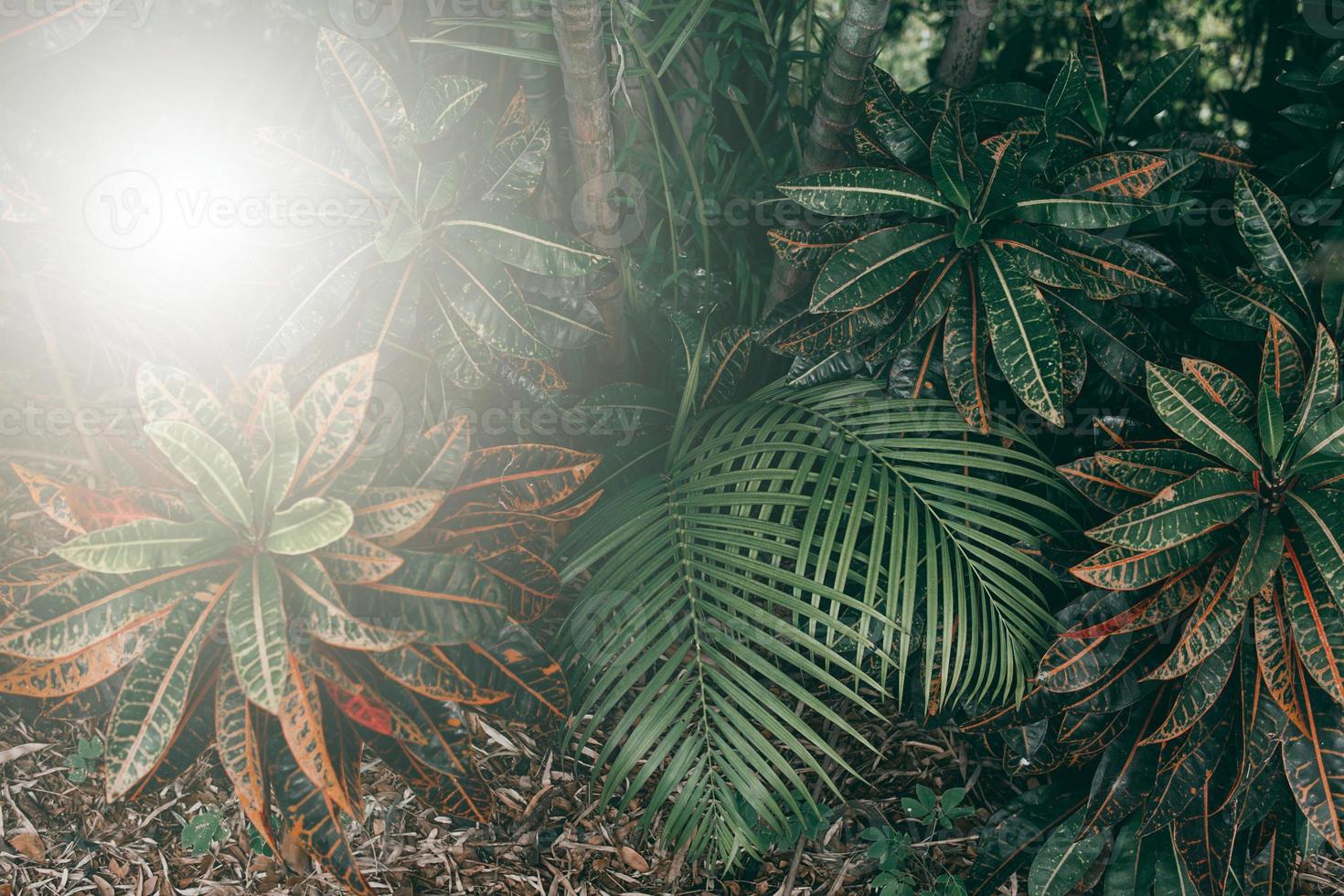 jardim vertical com folha verde tropical, tom escuro com o nascer do sol. foto