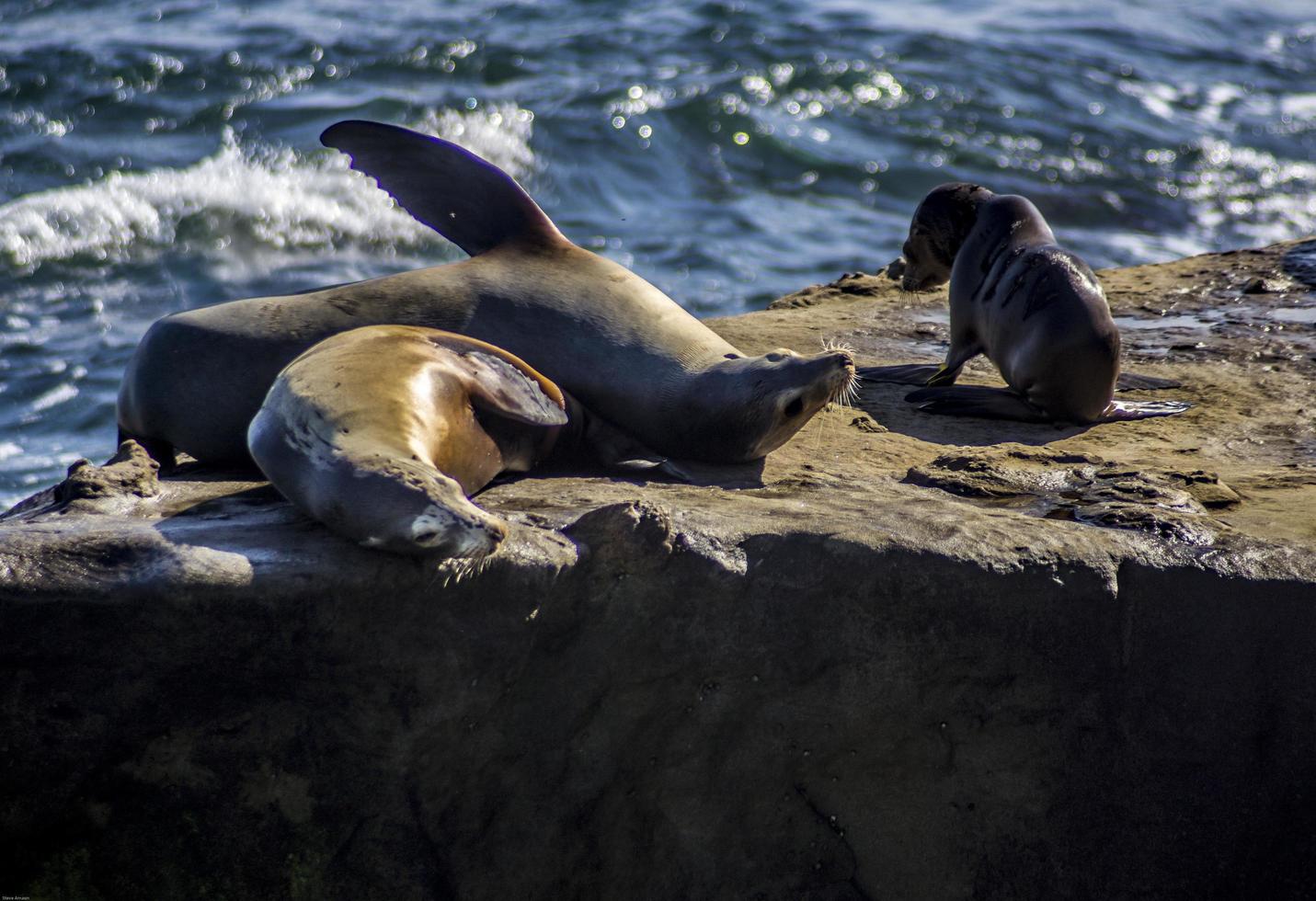 focas brincando na pedra na praia foto
