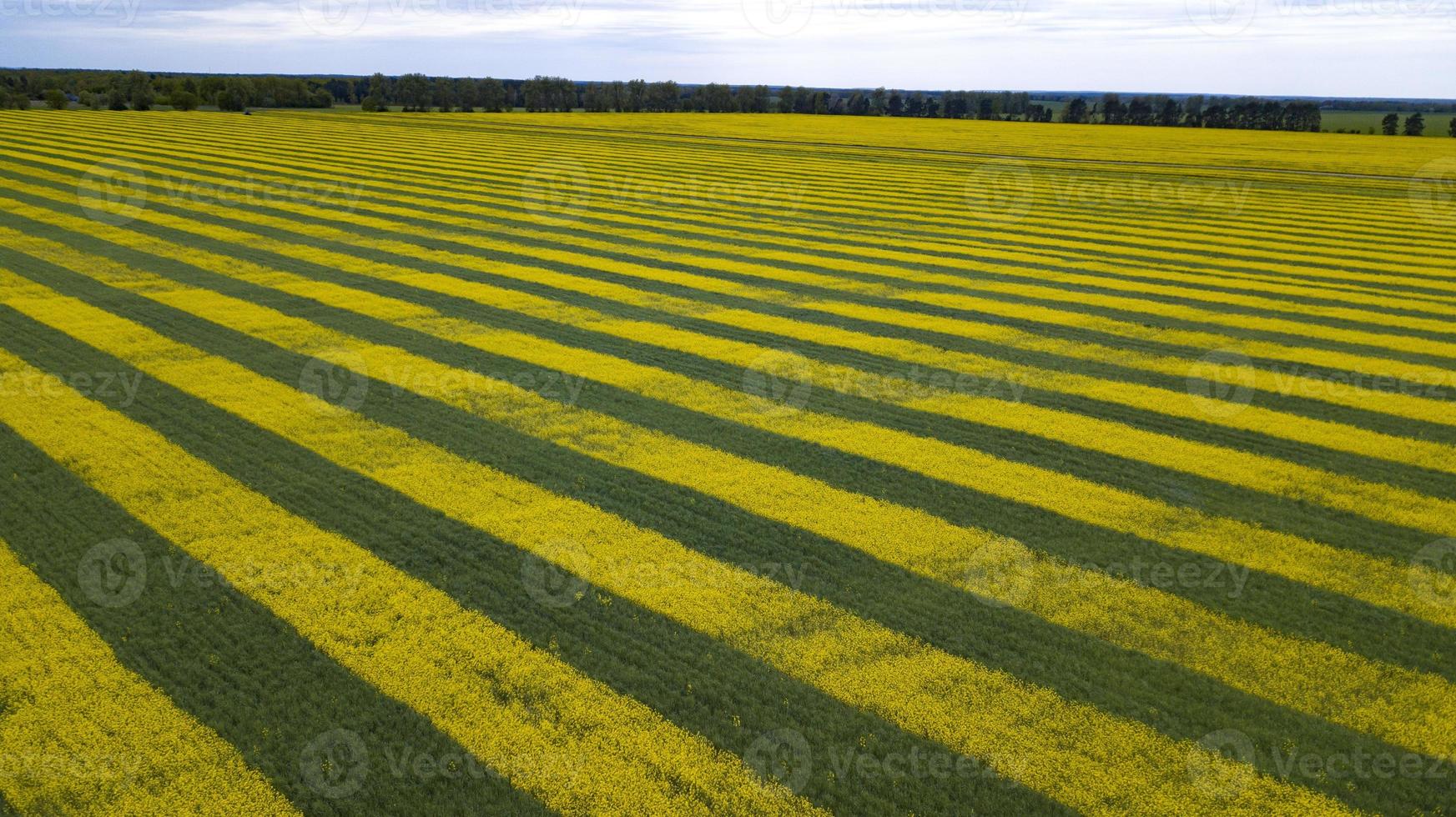 campo de colza verde-amarelo uma vista de cima com drone foto
