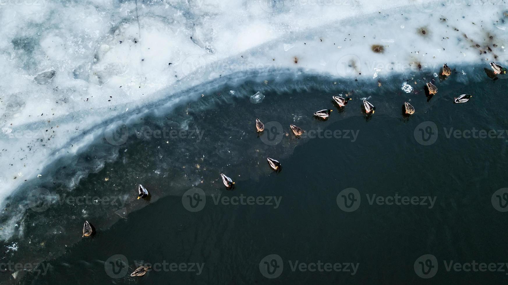 muitos pássaros no gelo do rio. levantamento aéreo foto