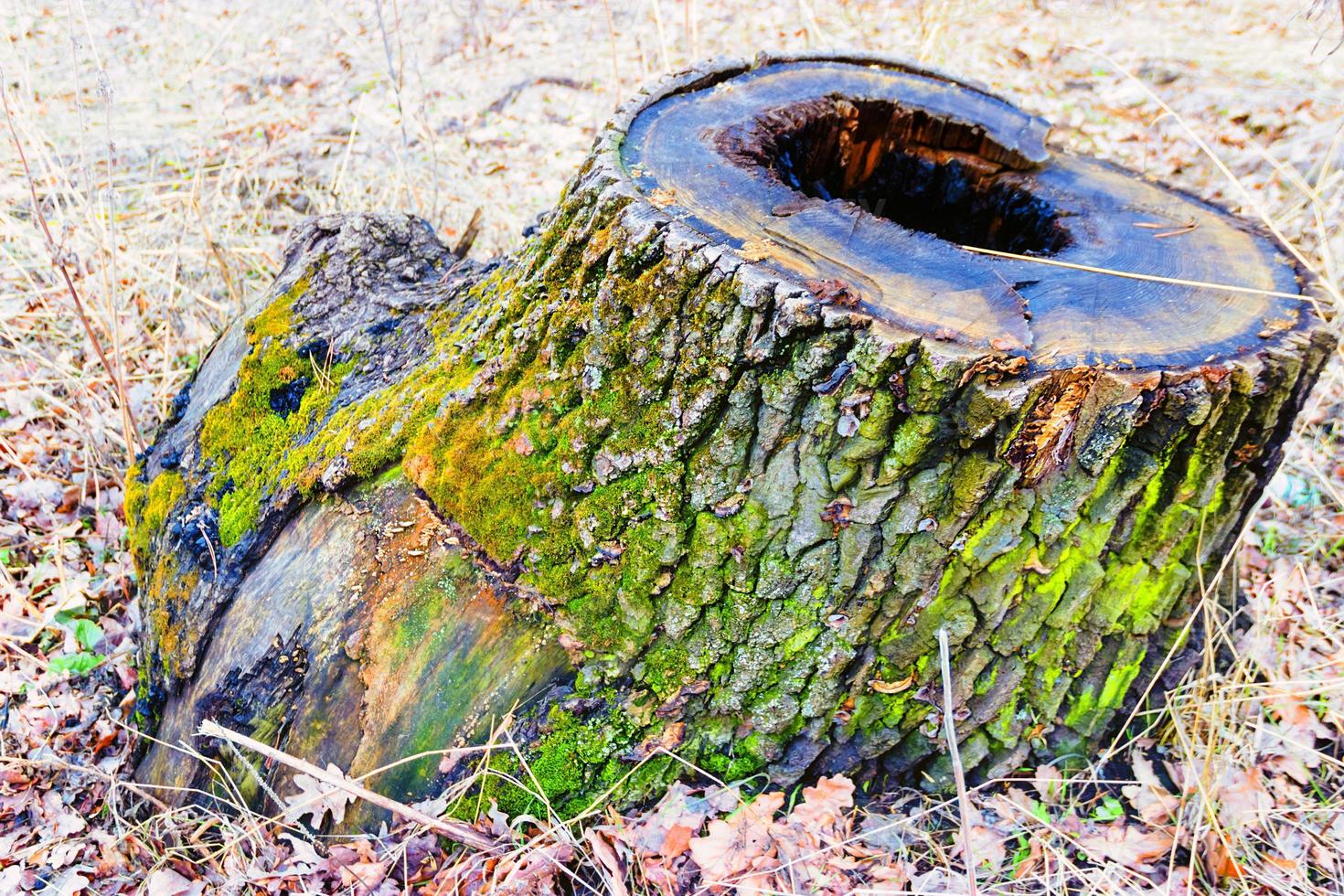 toco velho onde cresce musgo verde foto