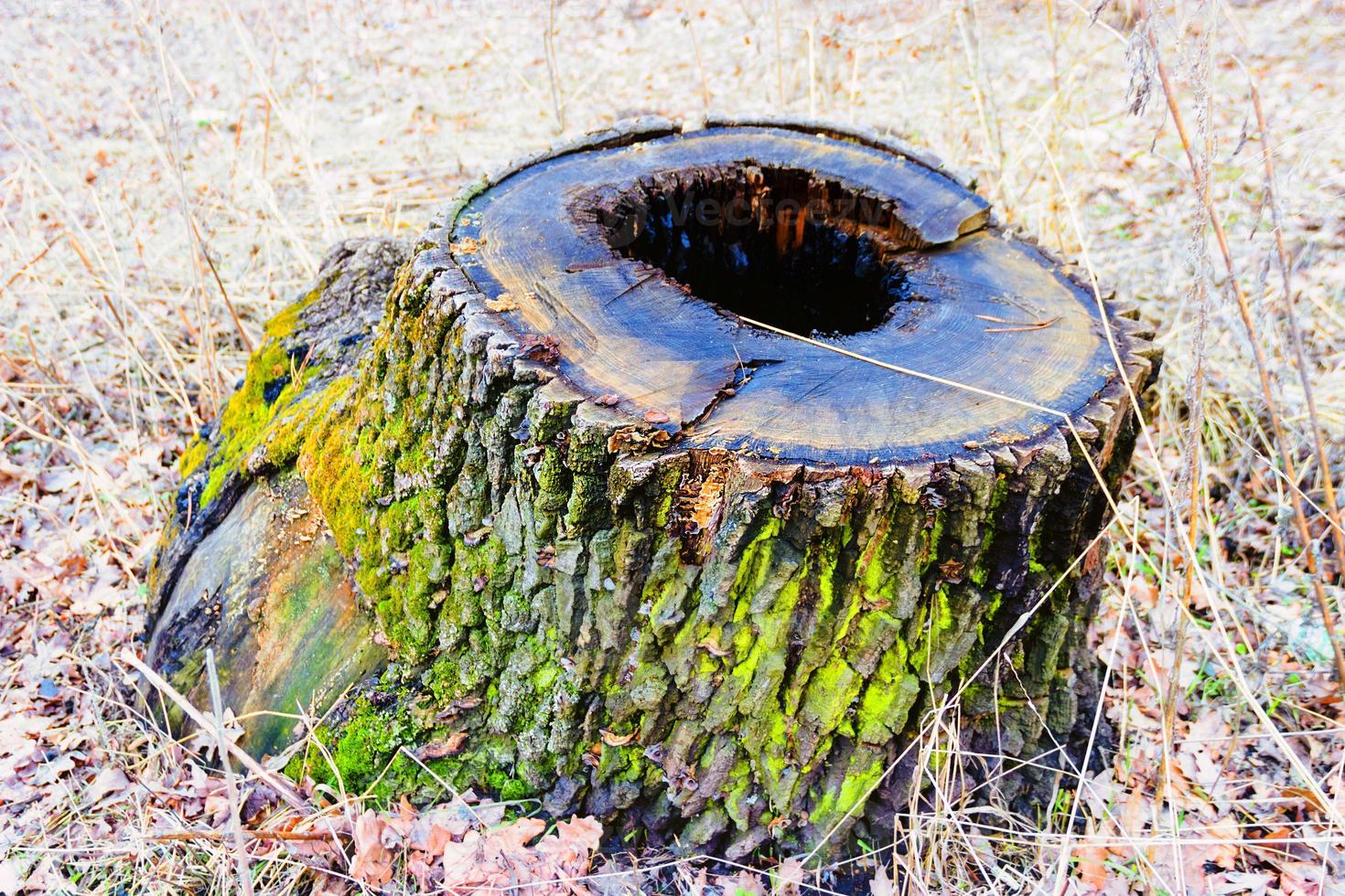 toco velho onde cresce musgo verde foto