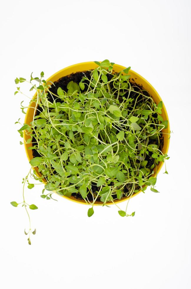 jovens brotos verdes de agrião em pote amarelo. foto de estúdio