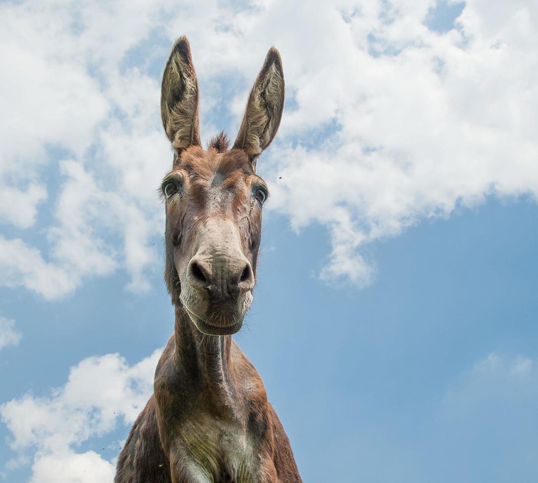 burros pastando em liberdade foto