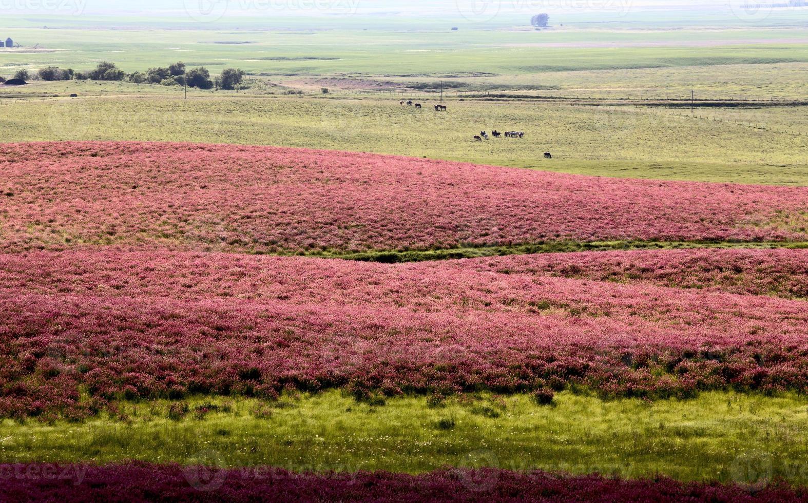 alfafa flor rosa foto