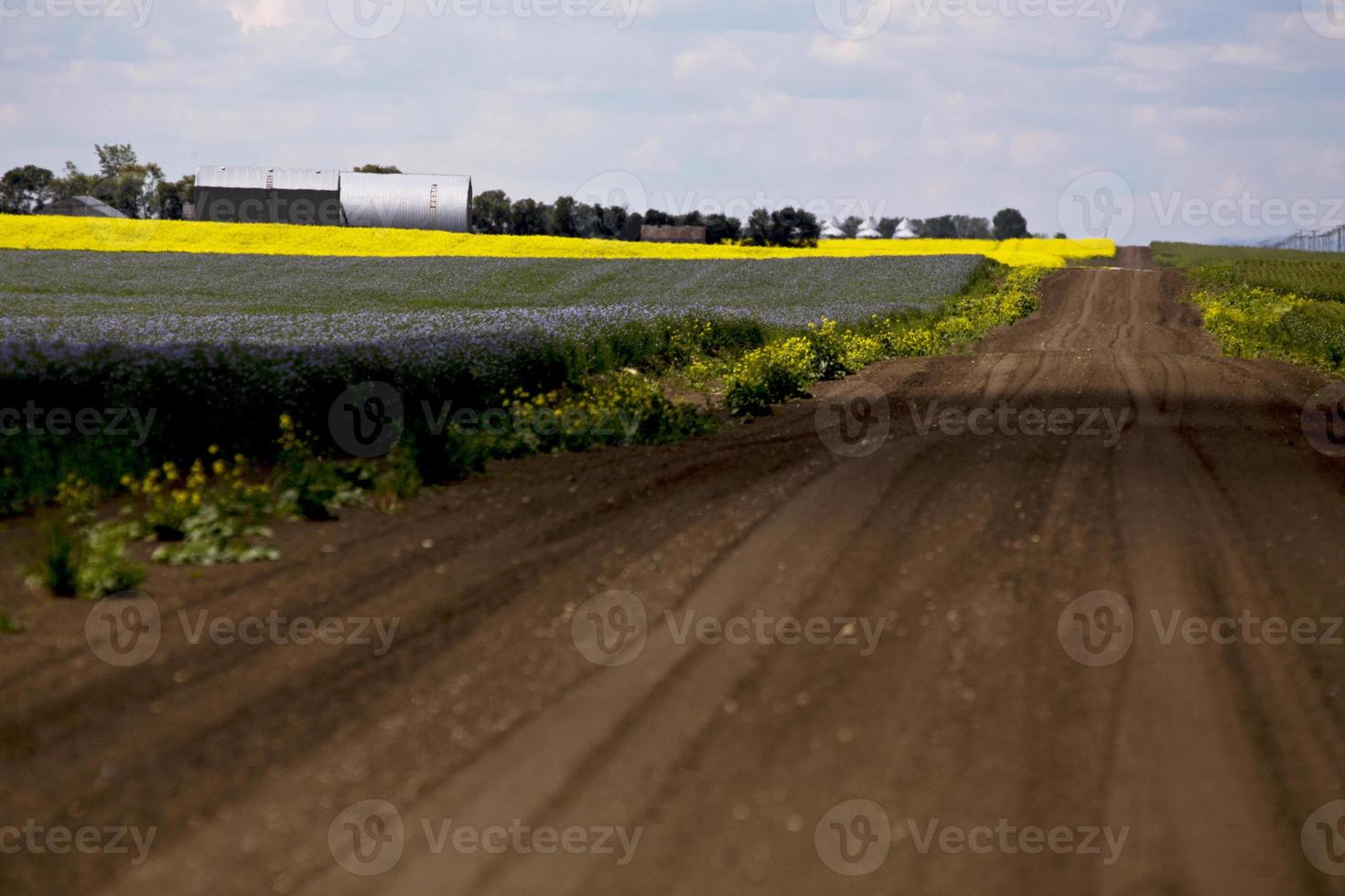 colheita de linho e canola foto