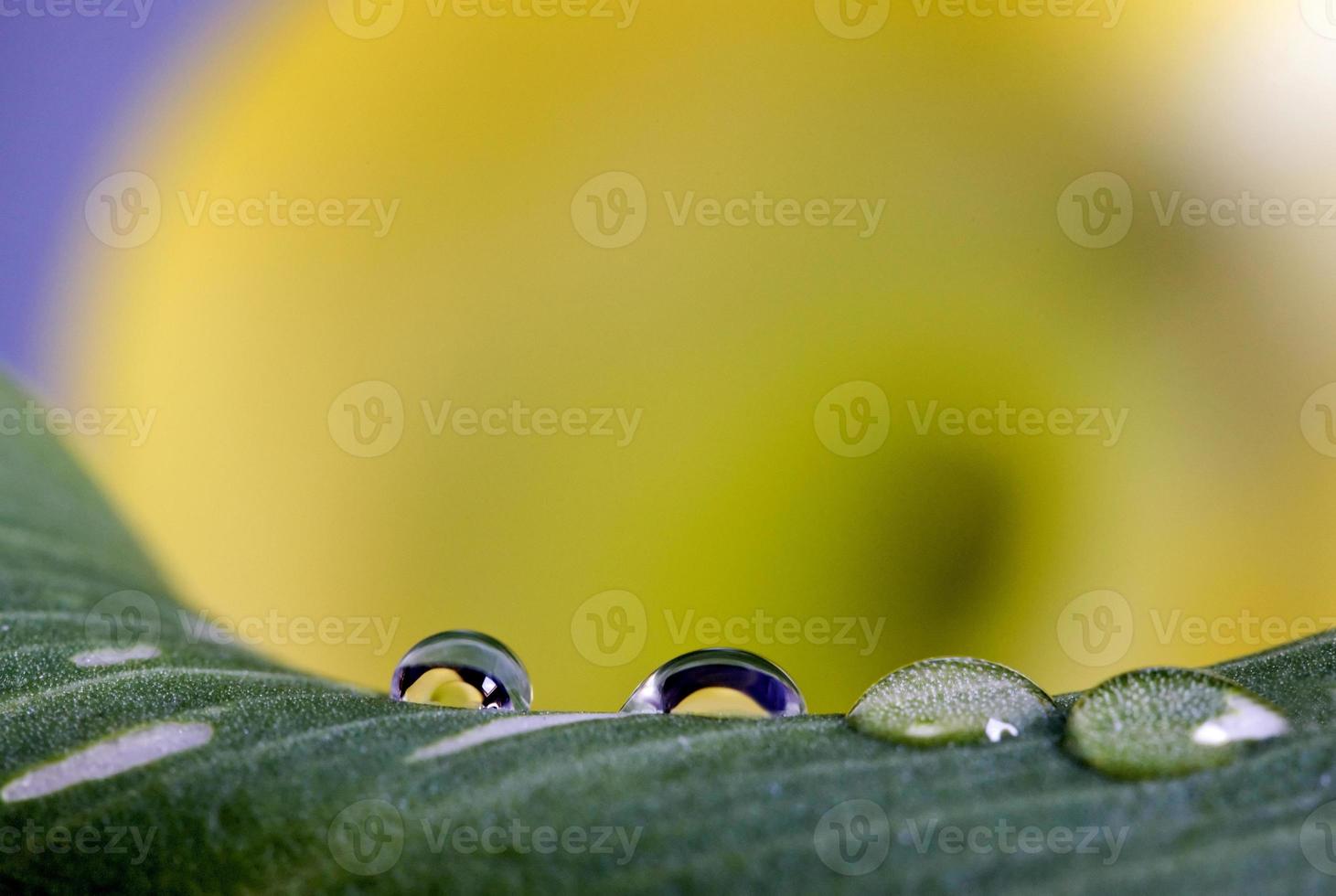 close-up gota d'água de lírio foto