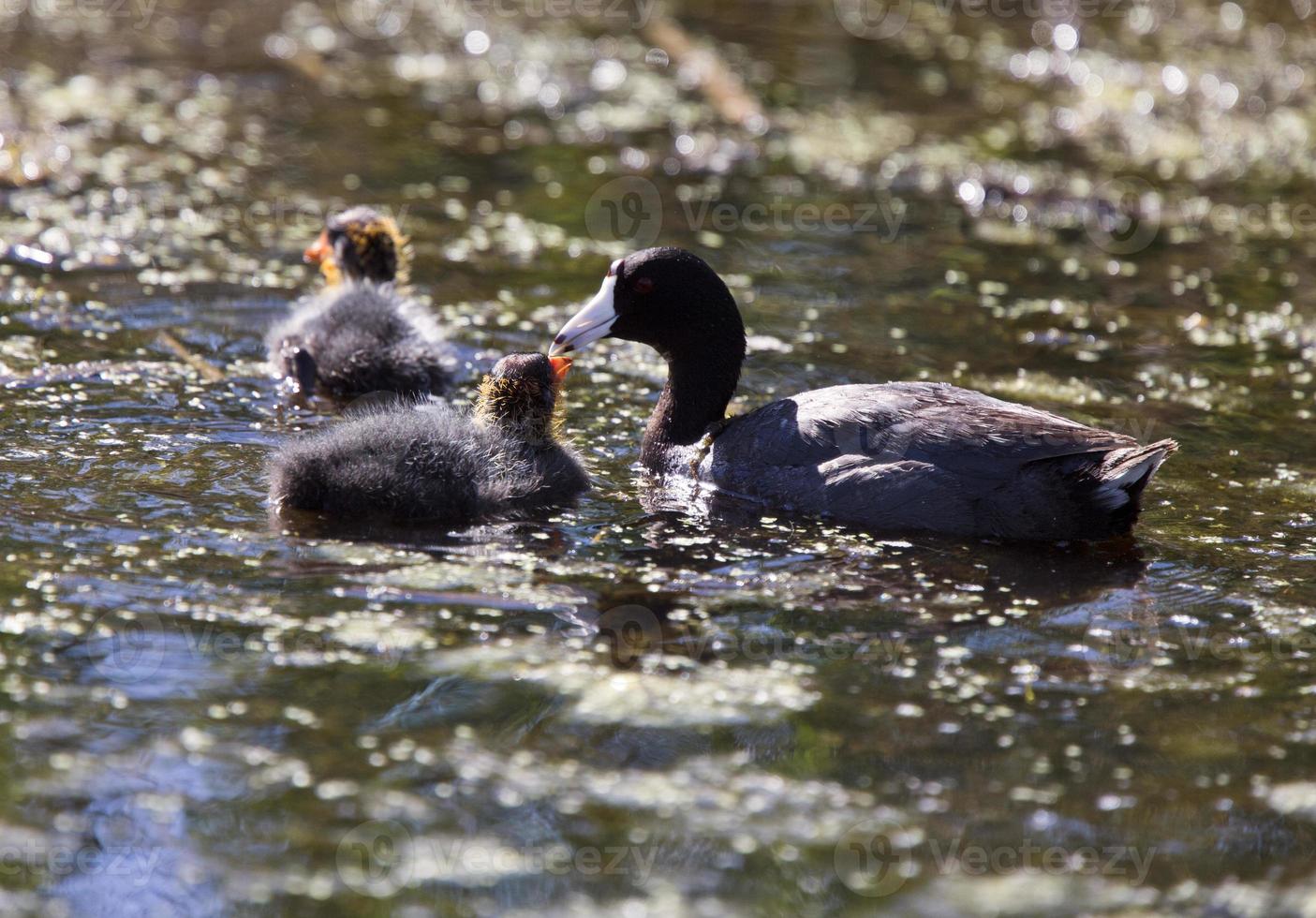 bebê galeirão waterhen foto