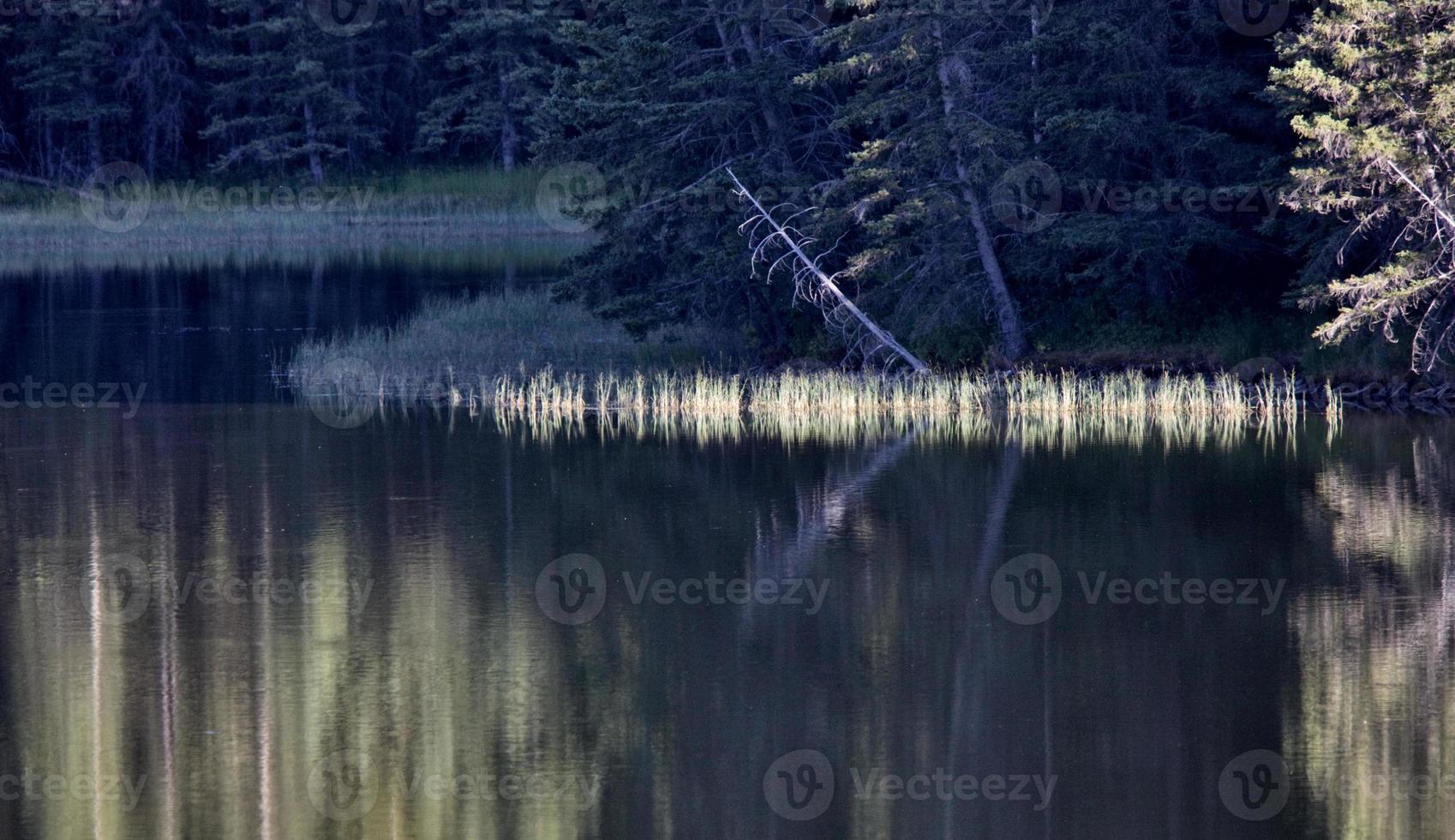 colinas de cipreste do lago reesor foto