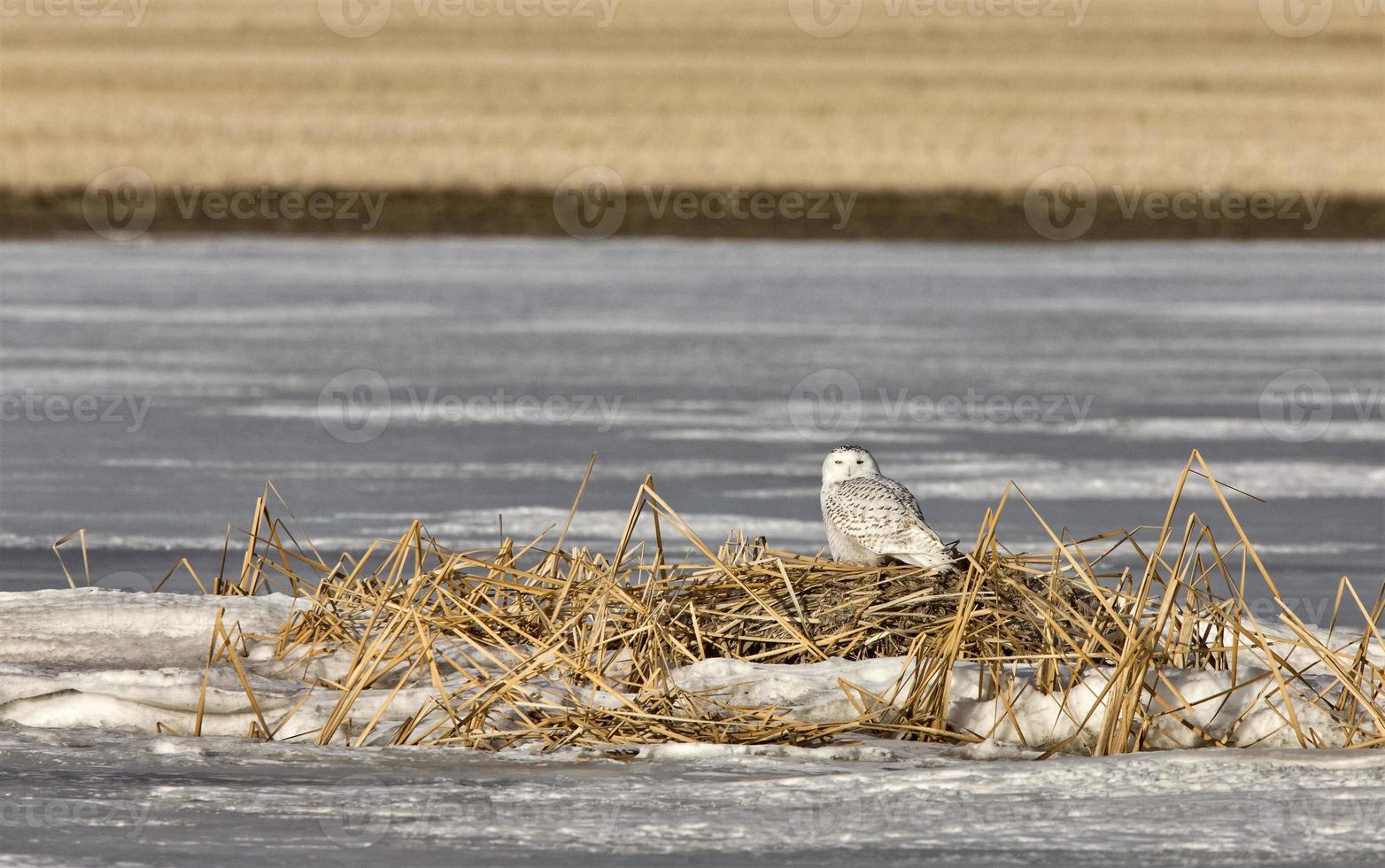 coruja nevada empoleirada lago congelado foto