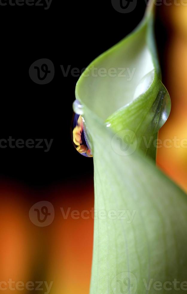 close-up gota d'água de lírio foto