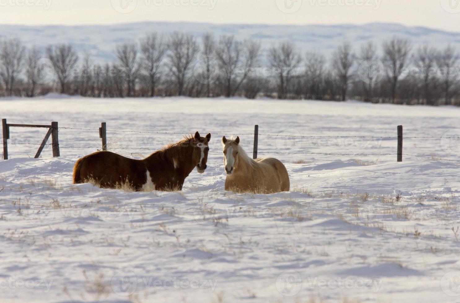 cavalos no inverno foto