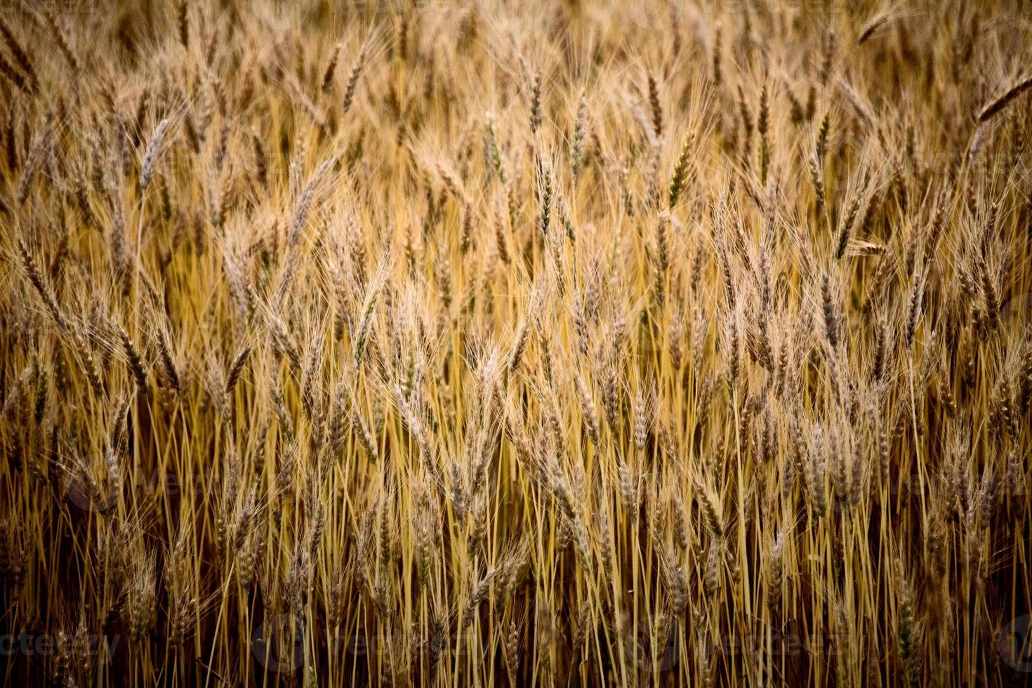 fechar o trigo amadurecido foto