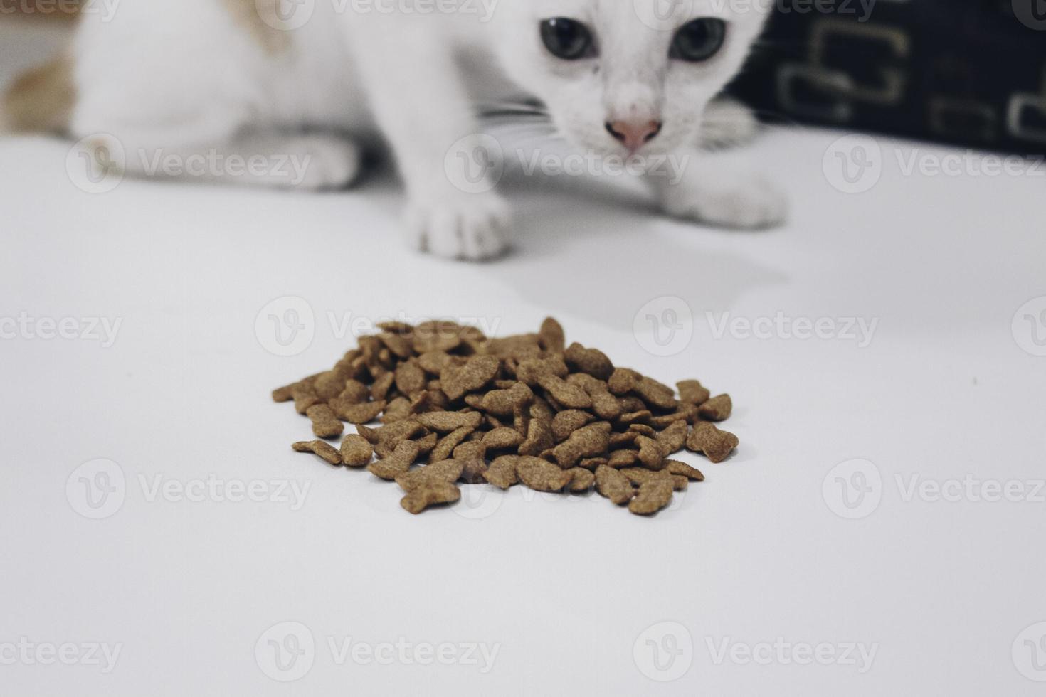 gato malhado come comida de gato seca do chão branco foto