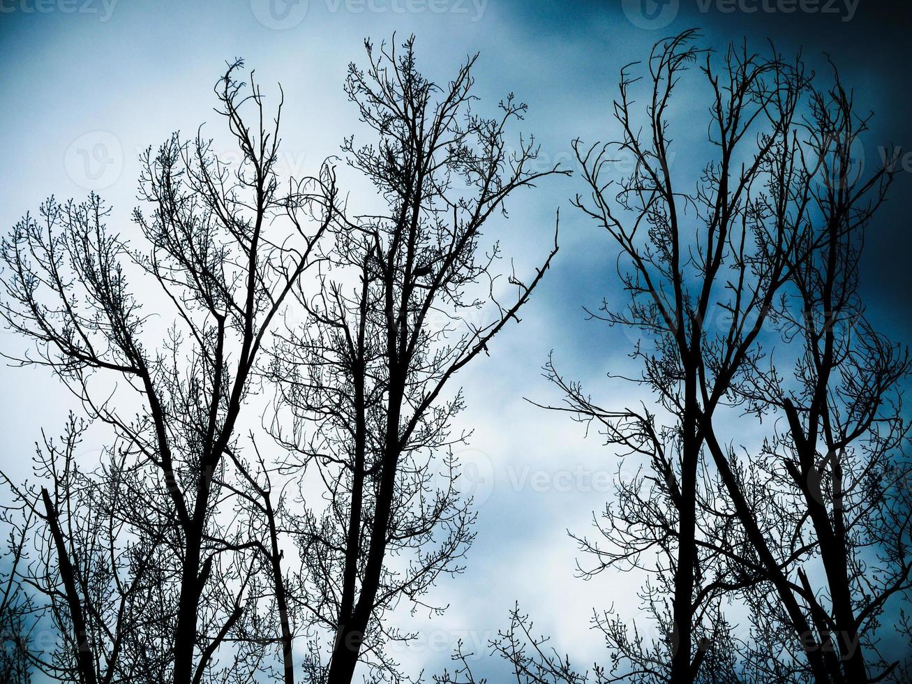 vista de árvore sem folhas contra o céu. silhueta de árvore nua. foto