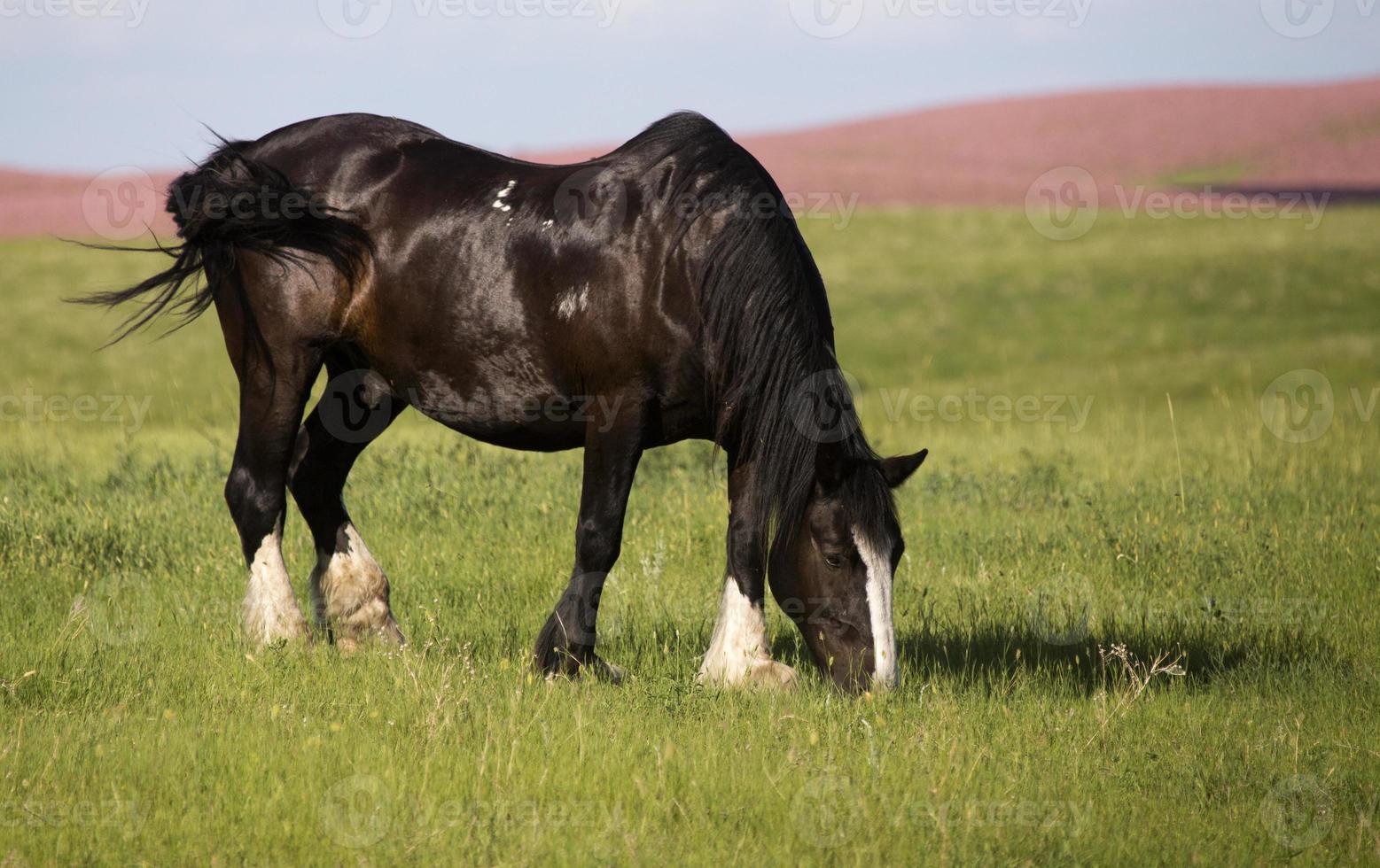 cavalo no pasto foto